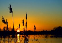 freshwater wetlands,