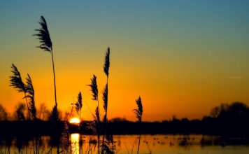 freshwater wetlands,