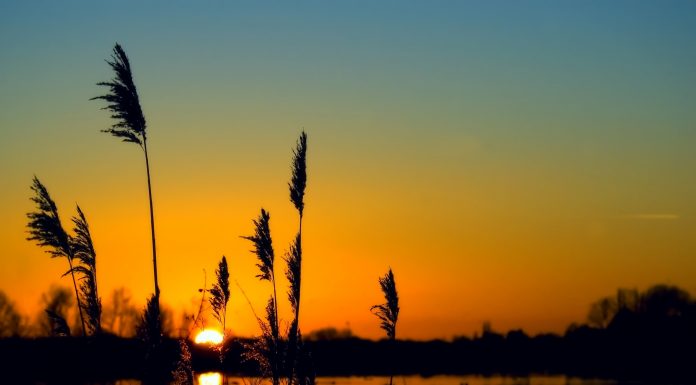 freshwater wetlands,