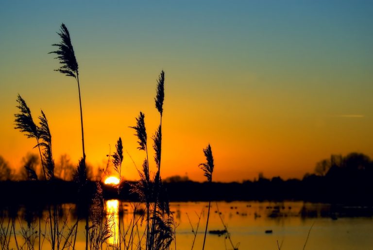 freshwater wetlands,