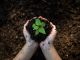 soil health, carbon