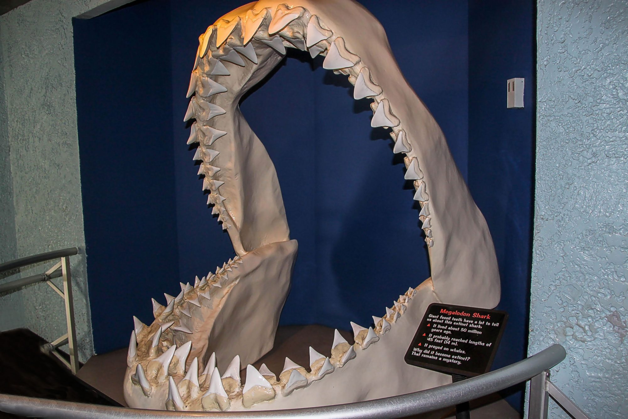 Jaw of megalodon shark in museum 