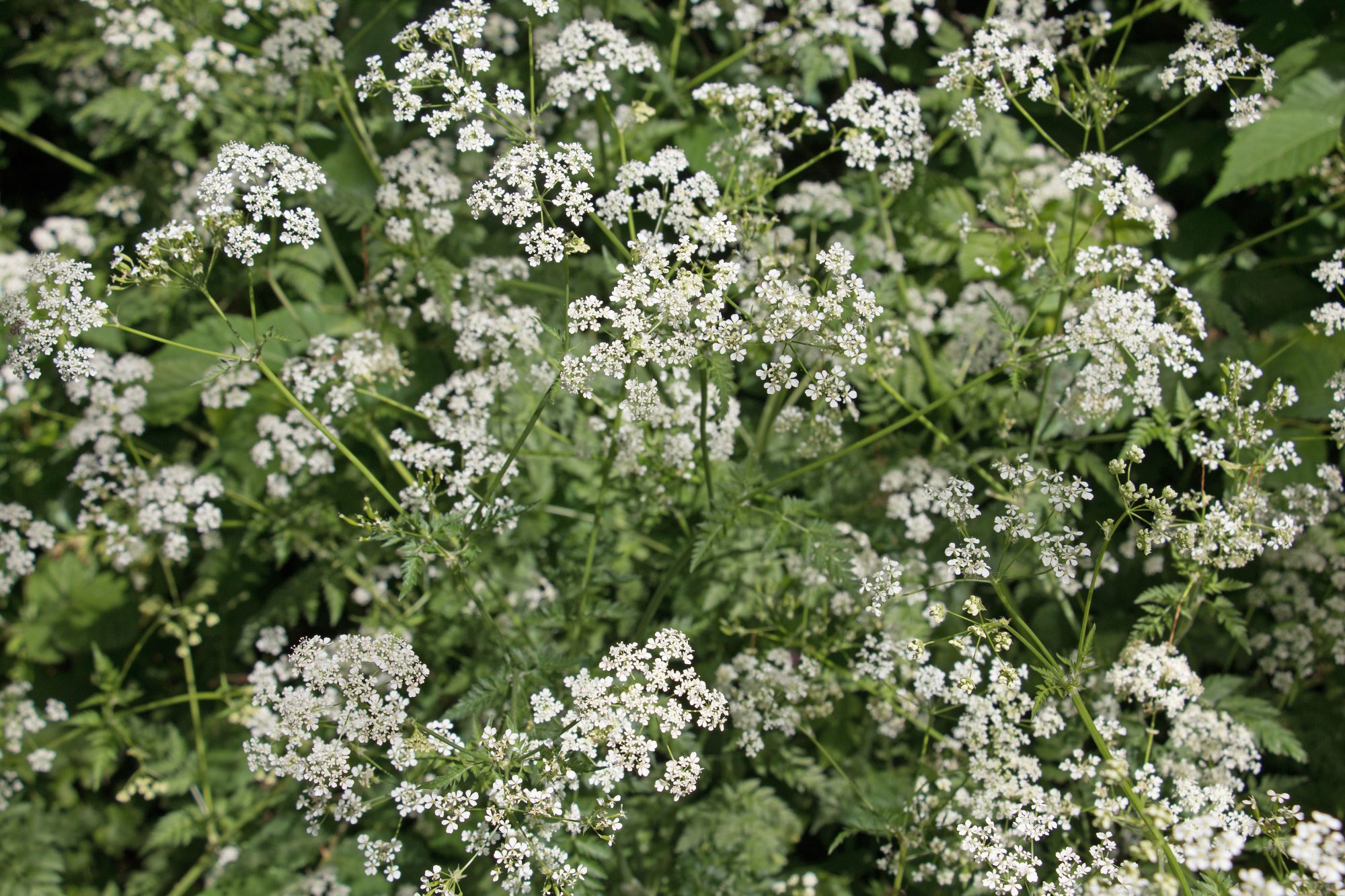 giant hogweed