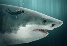 Diver swimming next to giant megalodon shark