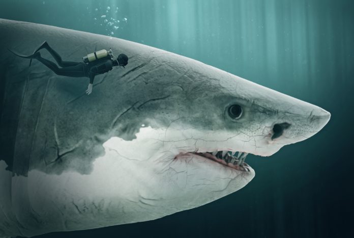 Diver swimming next to giant megalodon shark