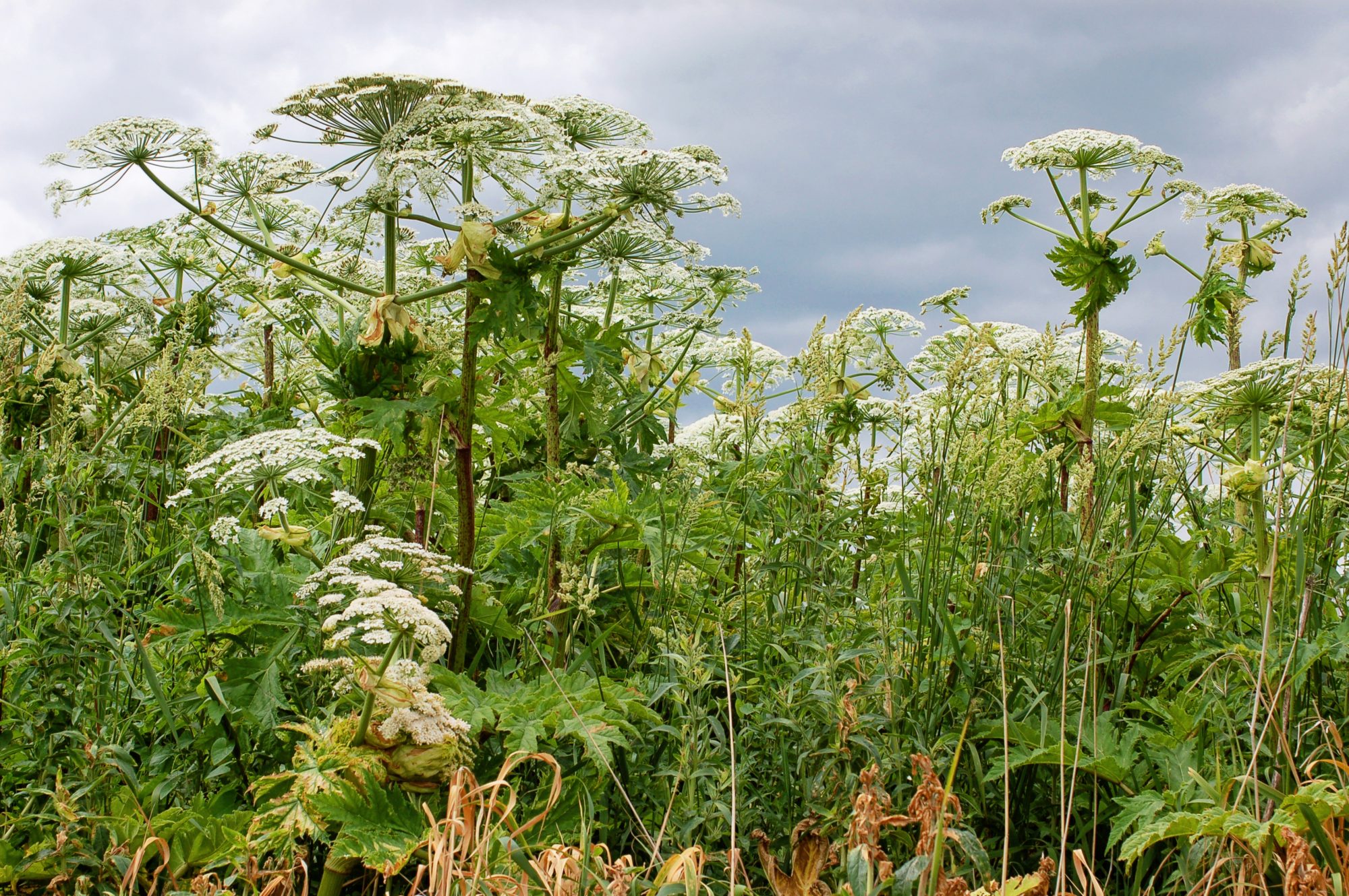 giant hogweed