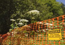 giant hogweed, burns