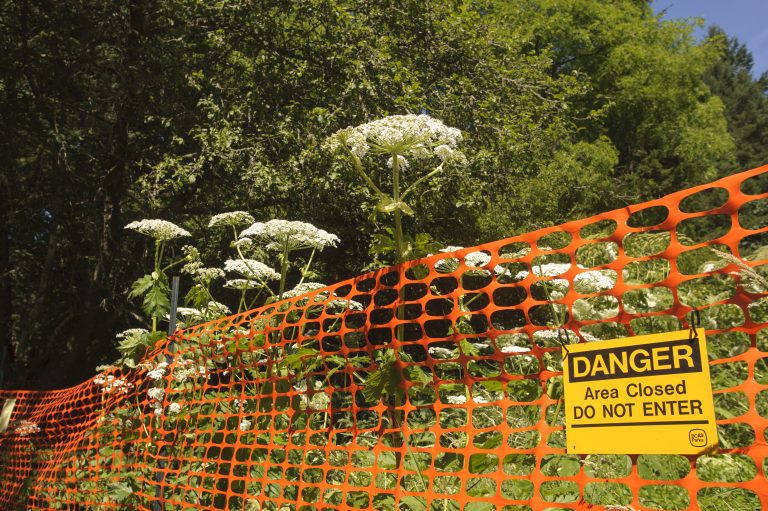 giant hogweed, burns