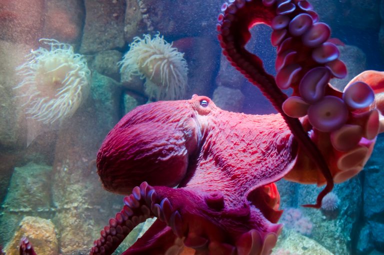 Octopus’ brain and human brain share the same ‘jumping genes’