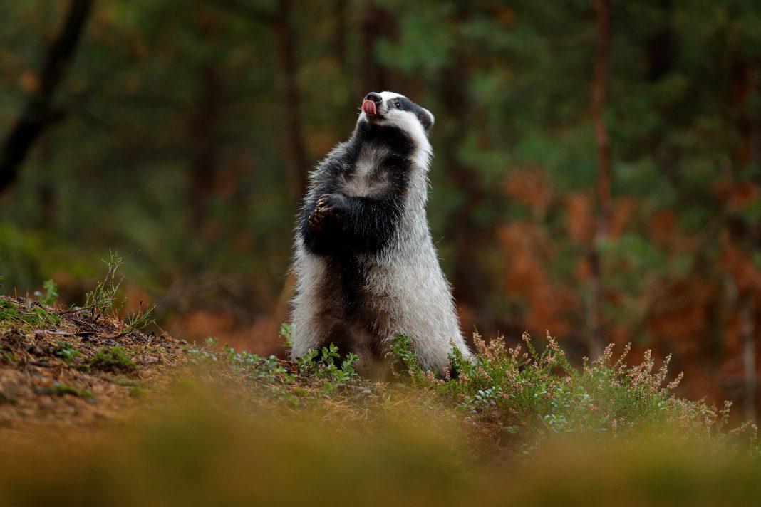 Badger in forest, animal nature habitat, Germany, Europe