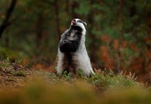 Badger in forest, animal nature habitat, Germany, Europe