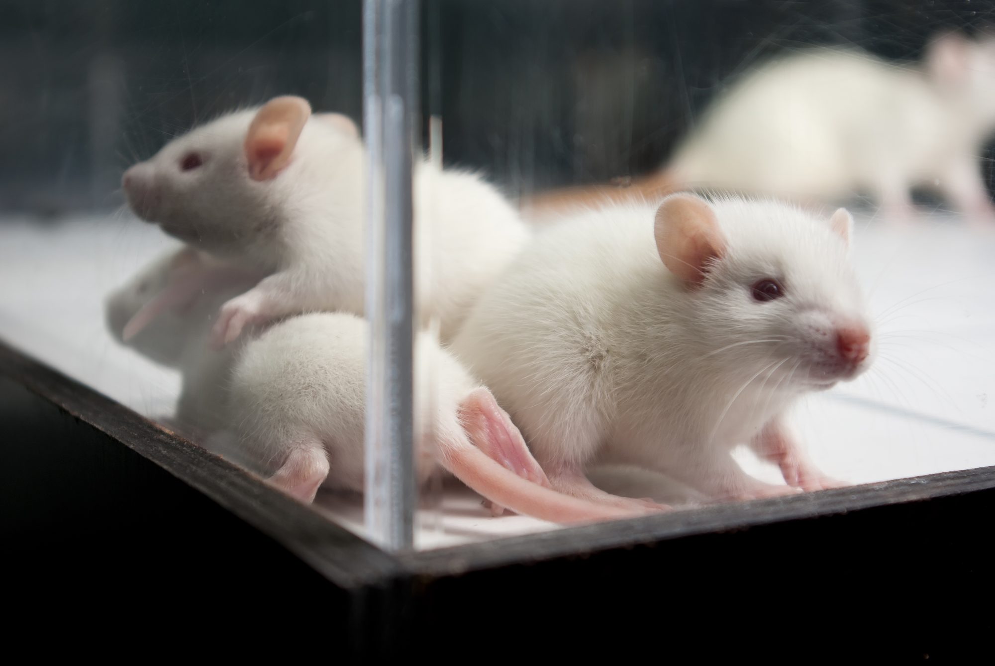 rat models in a cage