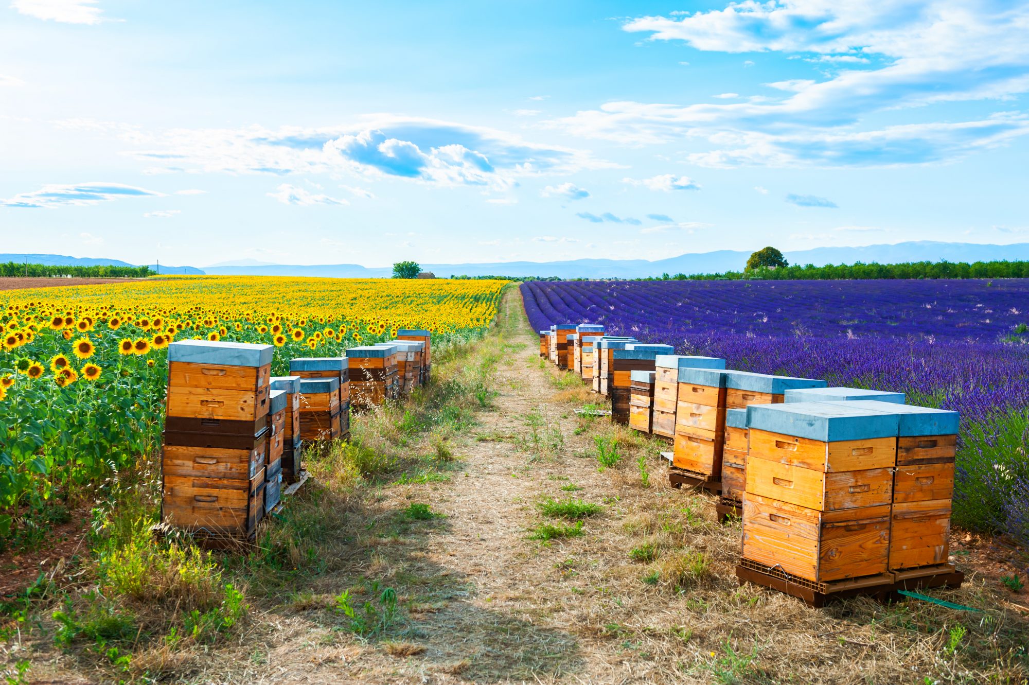 Bee hives in a lavender and sunflower fields, France, ecosystems