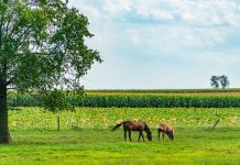 Large organic farm with horses