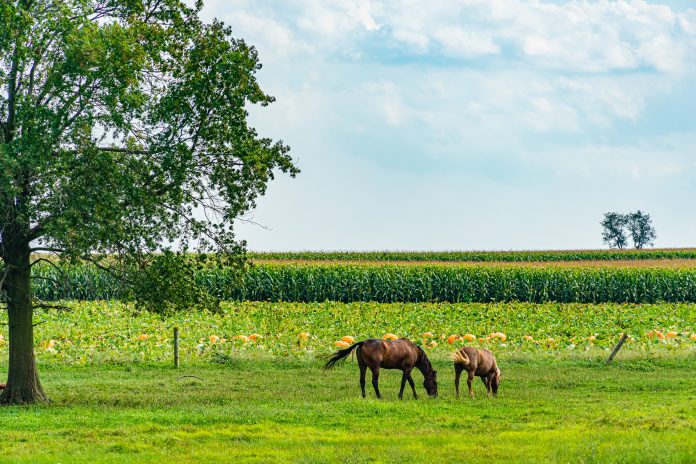Large organic farm with horses