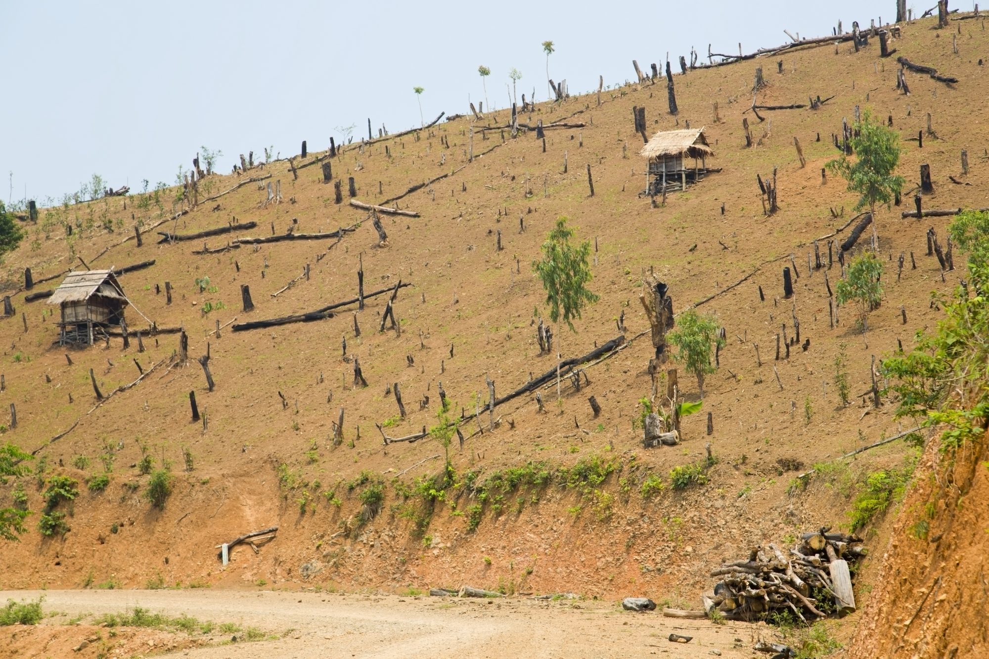 deforestation in less economically developed countries, contributing to climate change with carbon emissions
