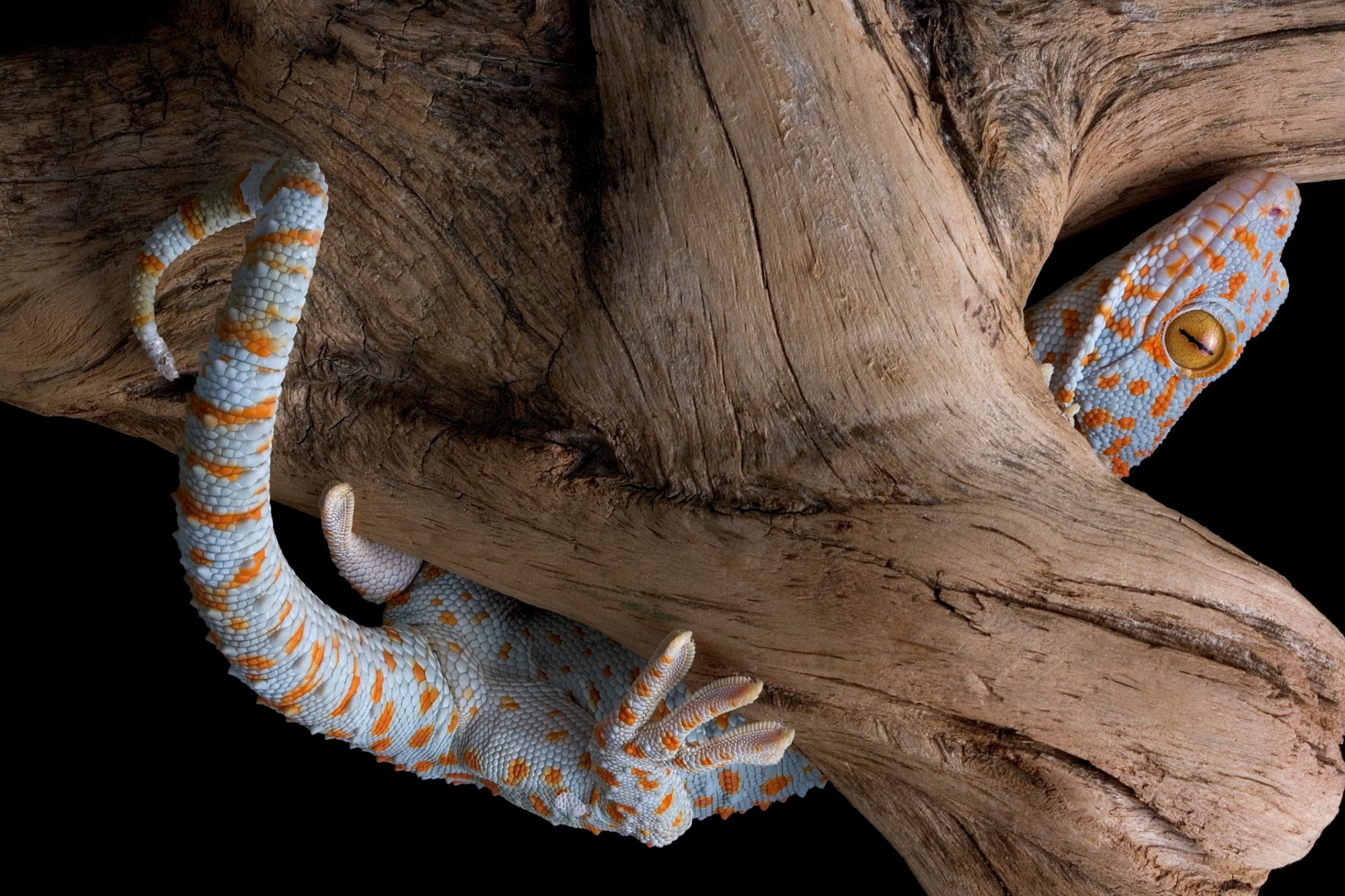 What's the secret to gecko feet that allows them to stick to surfaces?