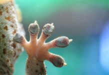 gecko feet, setae