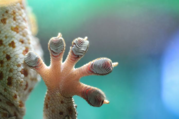 gecko feet, setae