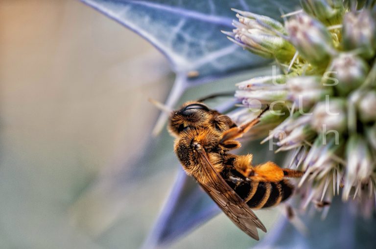 Bee pollinating flower