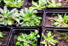 Scientific laboratory growing Arabidopsis plants in individual tubs
