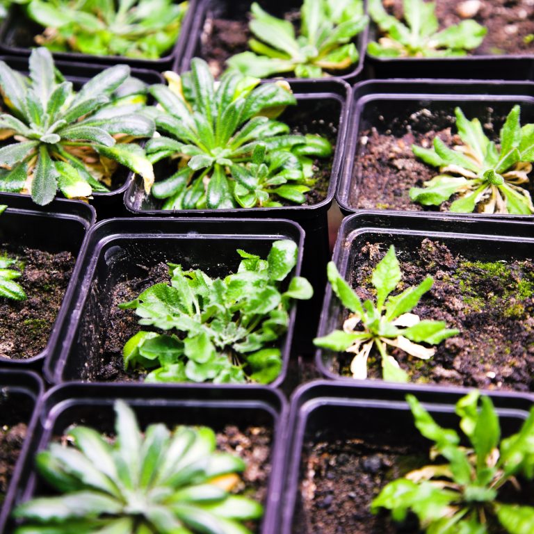 Scientific laboratory growing Arabidopsis plants in individual tubs