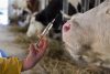 a vaccine in syringe held infront of a cow
