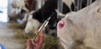 a vaccine in syringe held infront of a cow