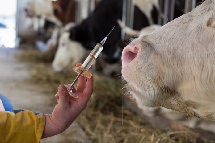Vaccin dans une seringue devant une vache