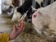 a vaccine in syringe held infront of a cow