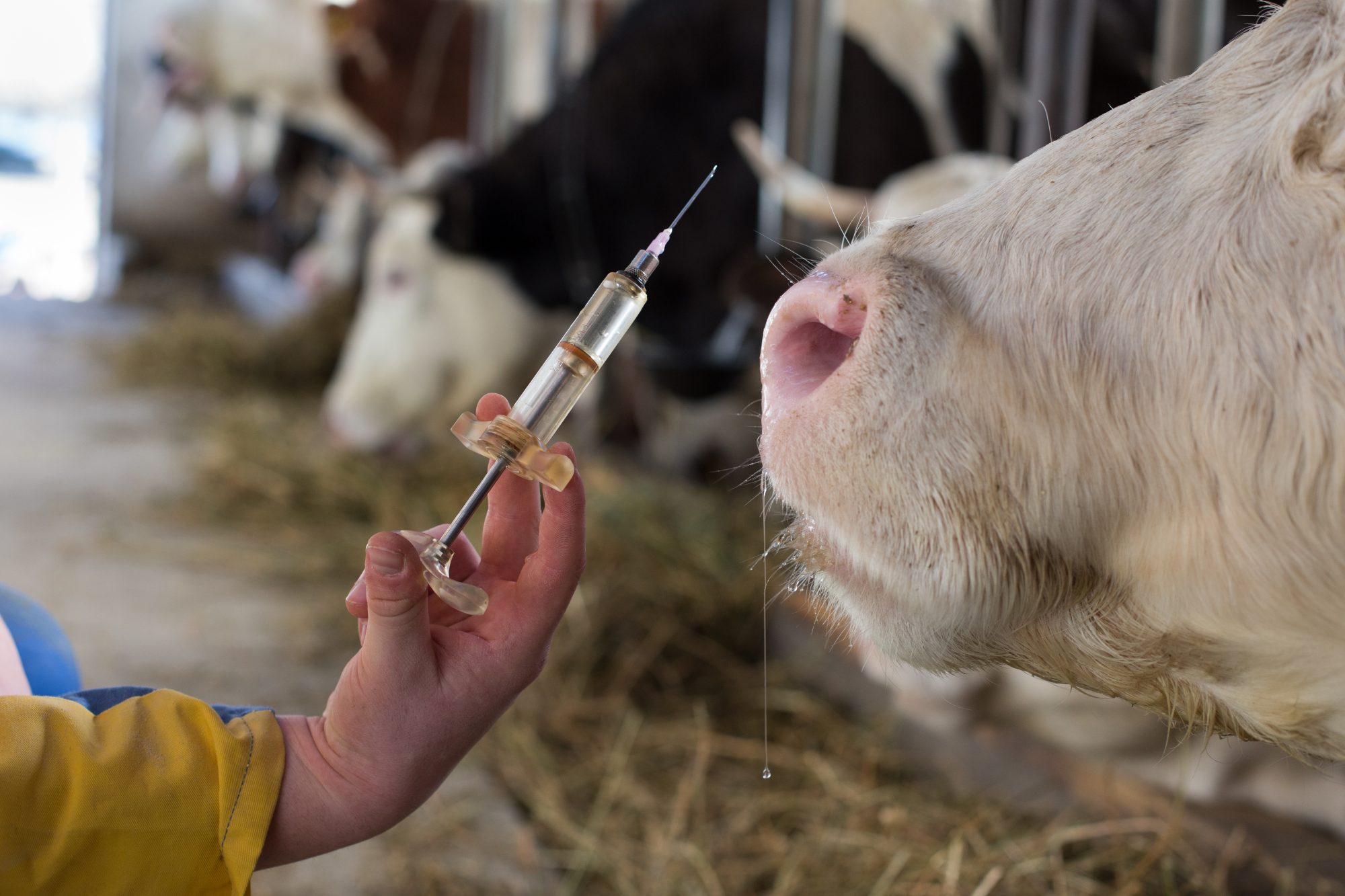 Benefits of animal vaccination for animals & people