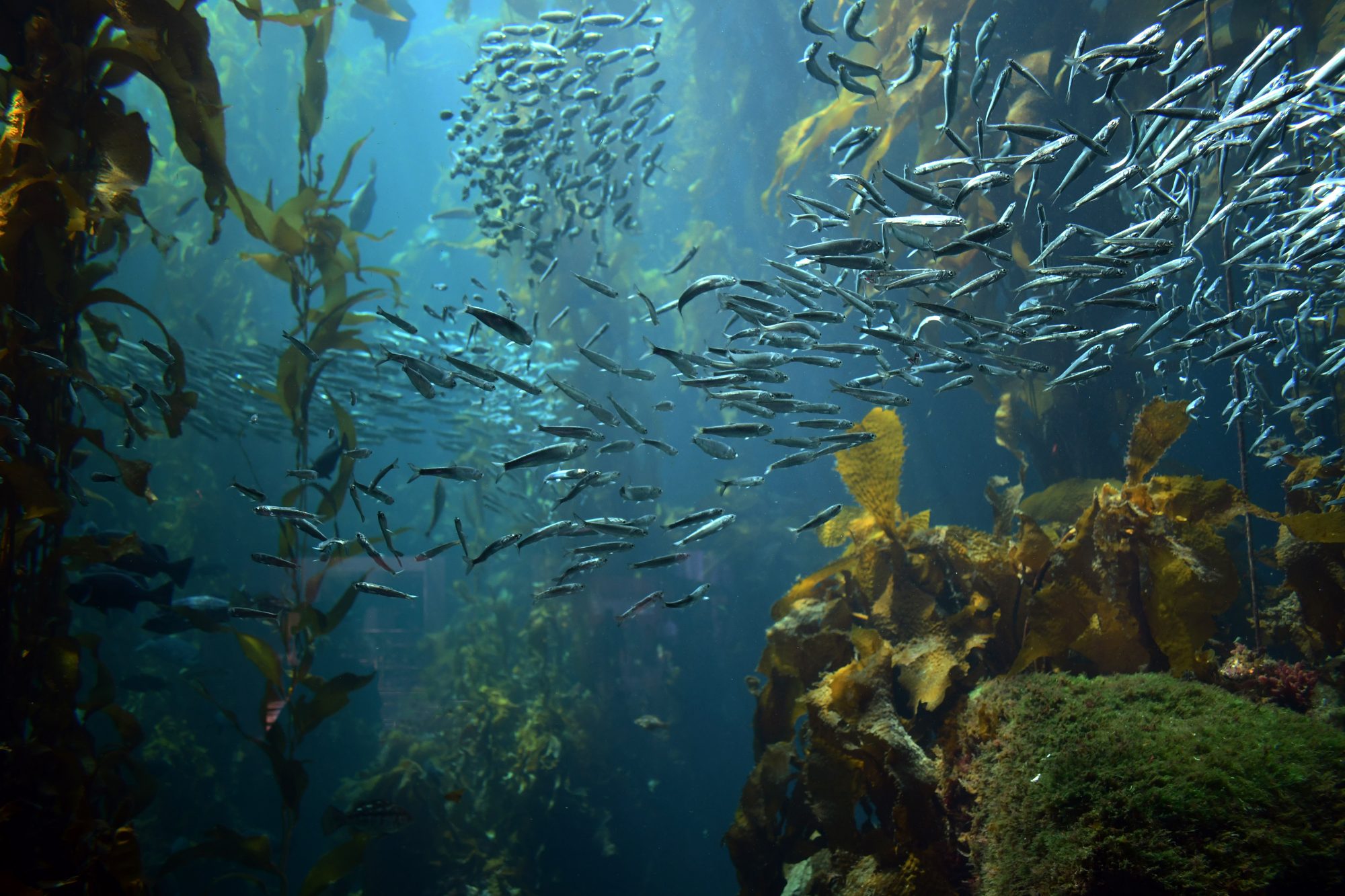 Underwater image of schools of fish, underwater plants, 