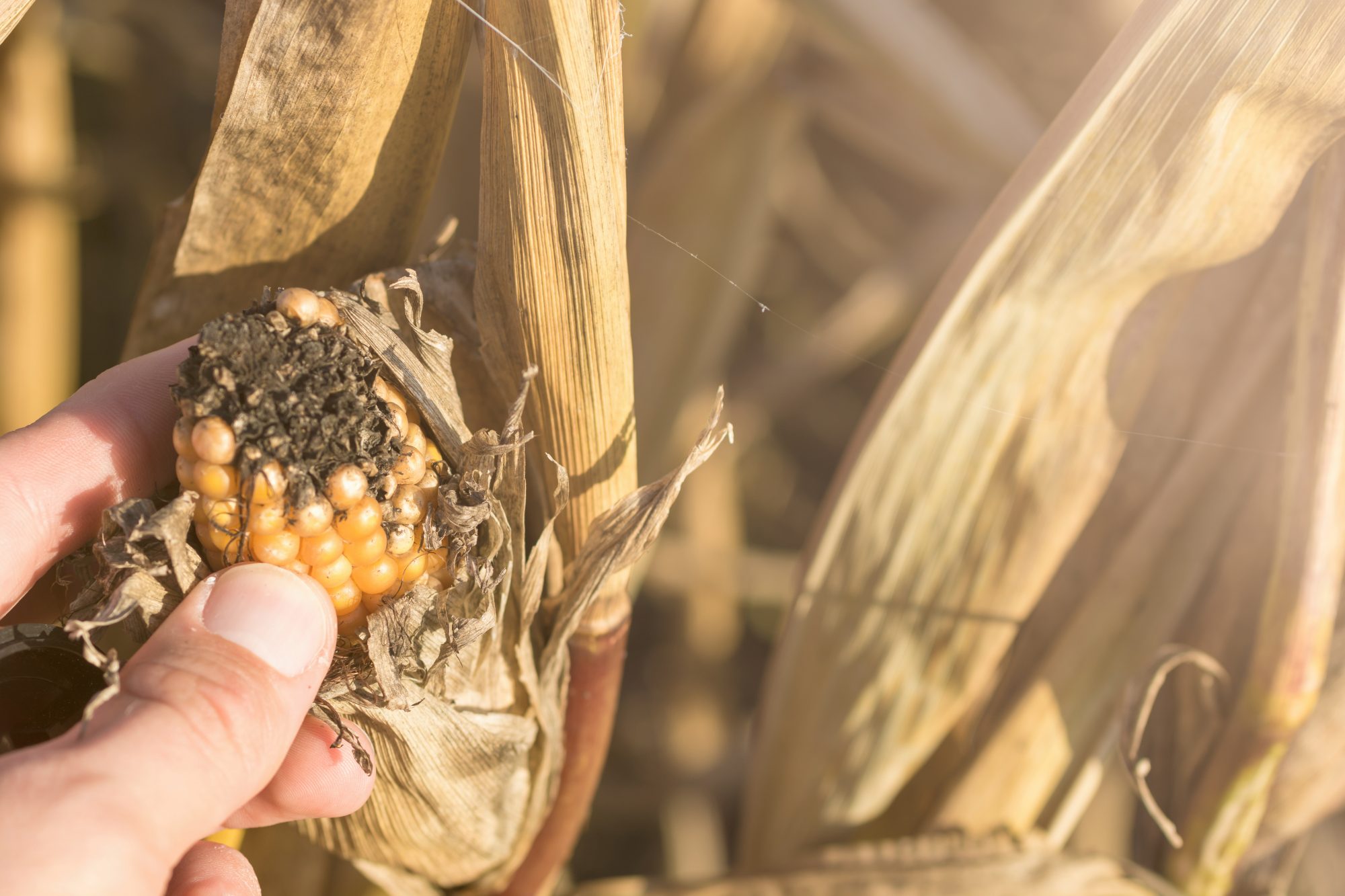 Person showing a failed maize crop due to dehydration as a result of climate change