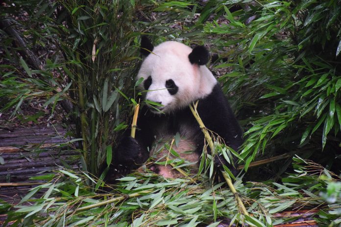 panda