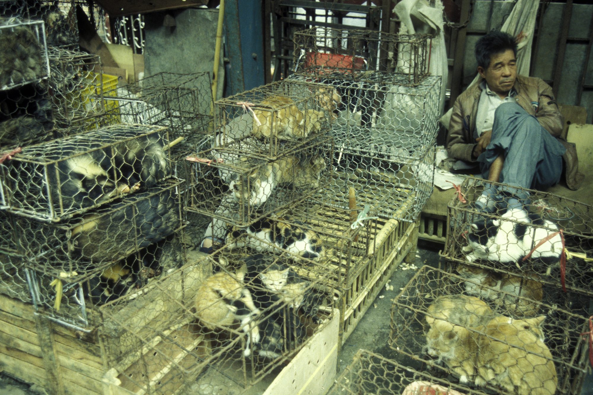 Meat and live animal market in China, live animals in cages 
