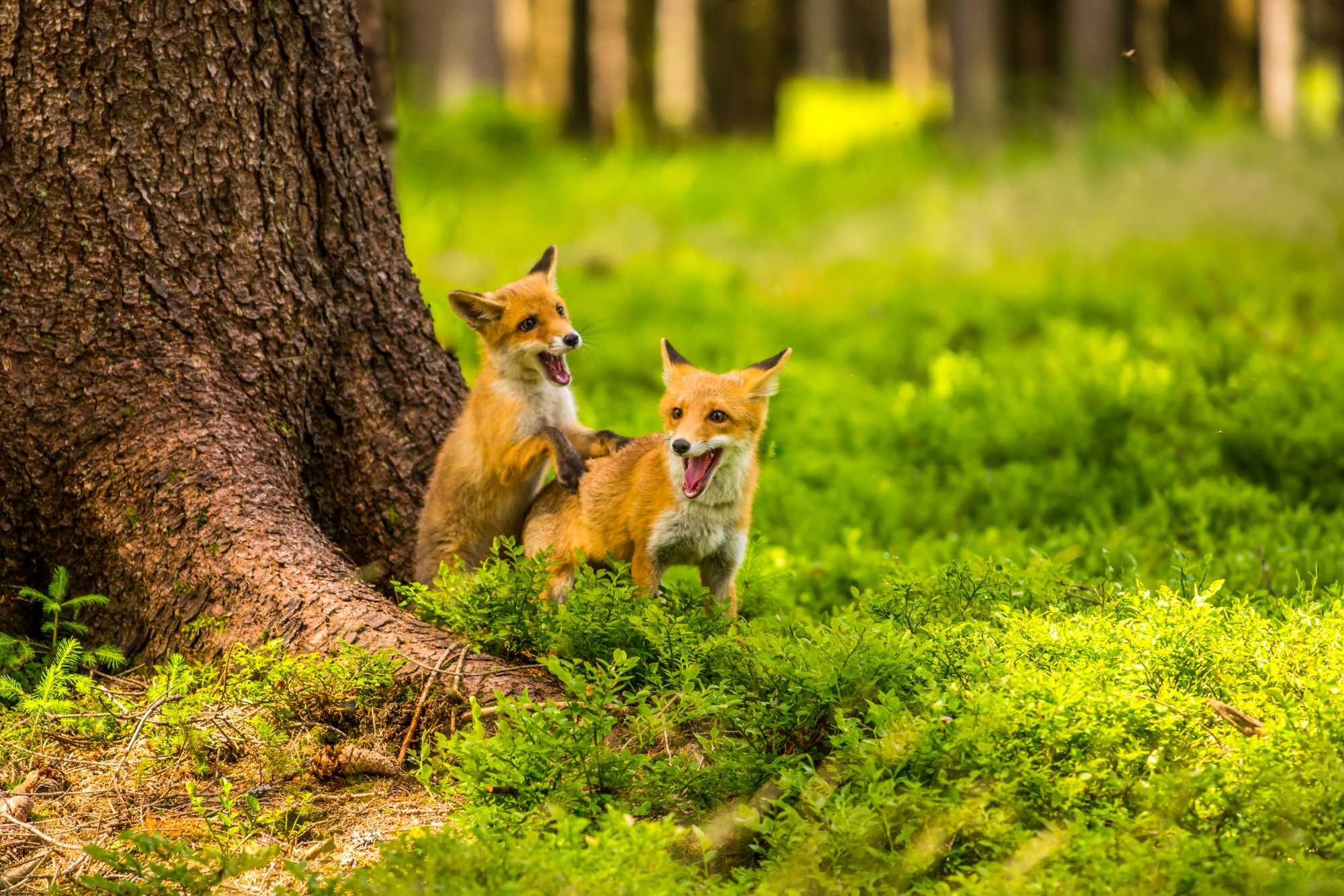 Red foxes playing in forest
