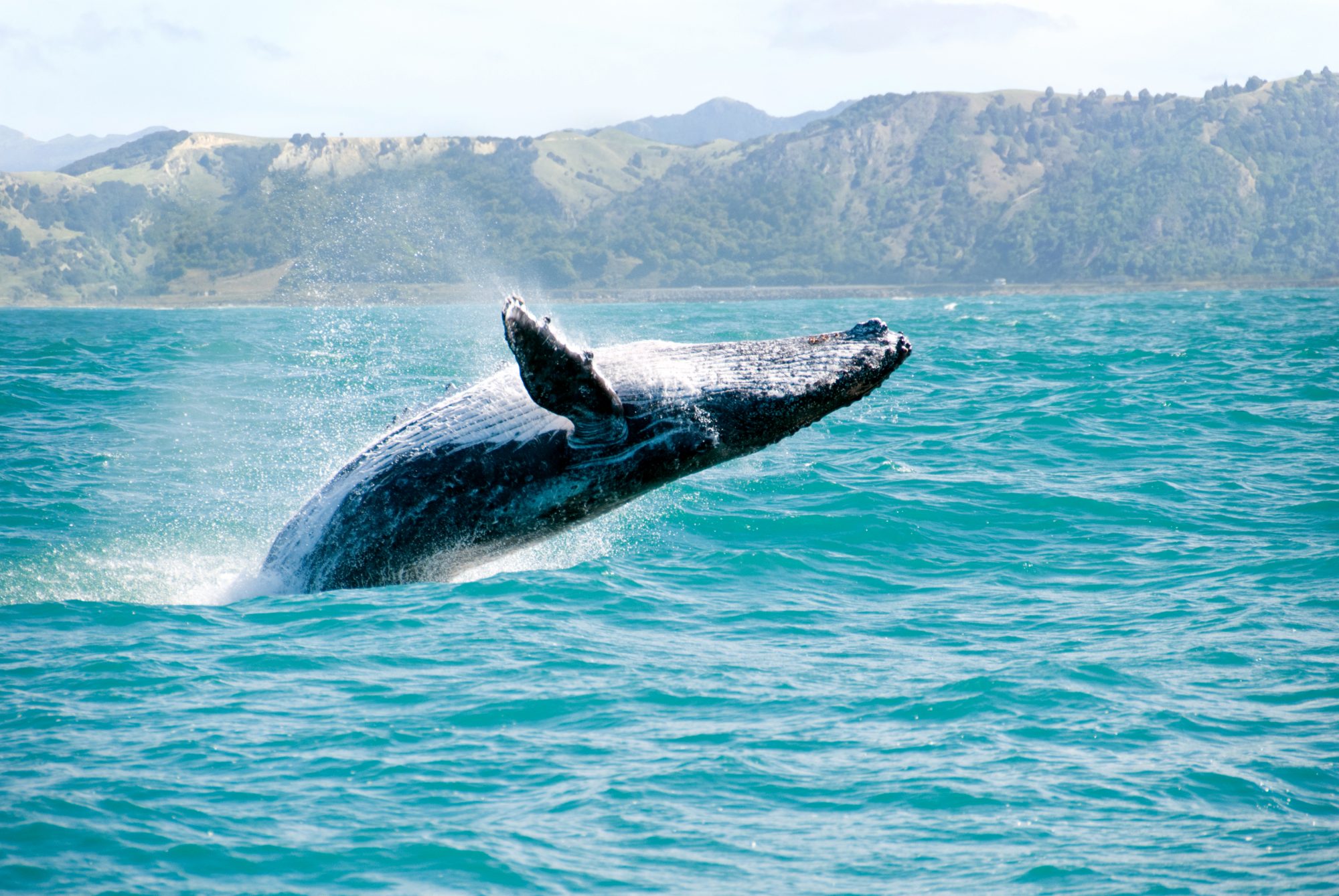 humpback whale