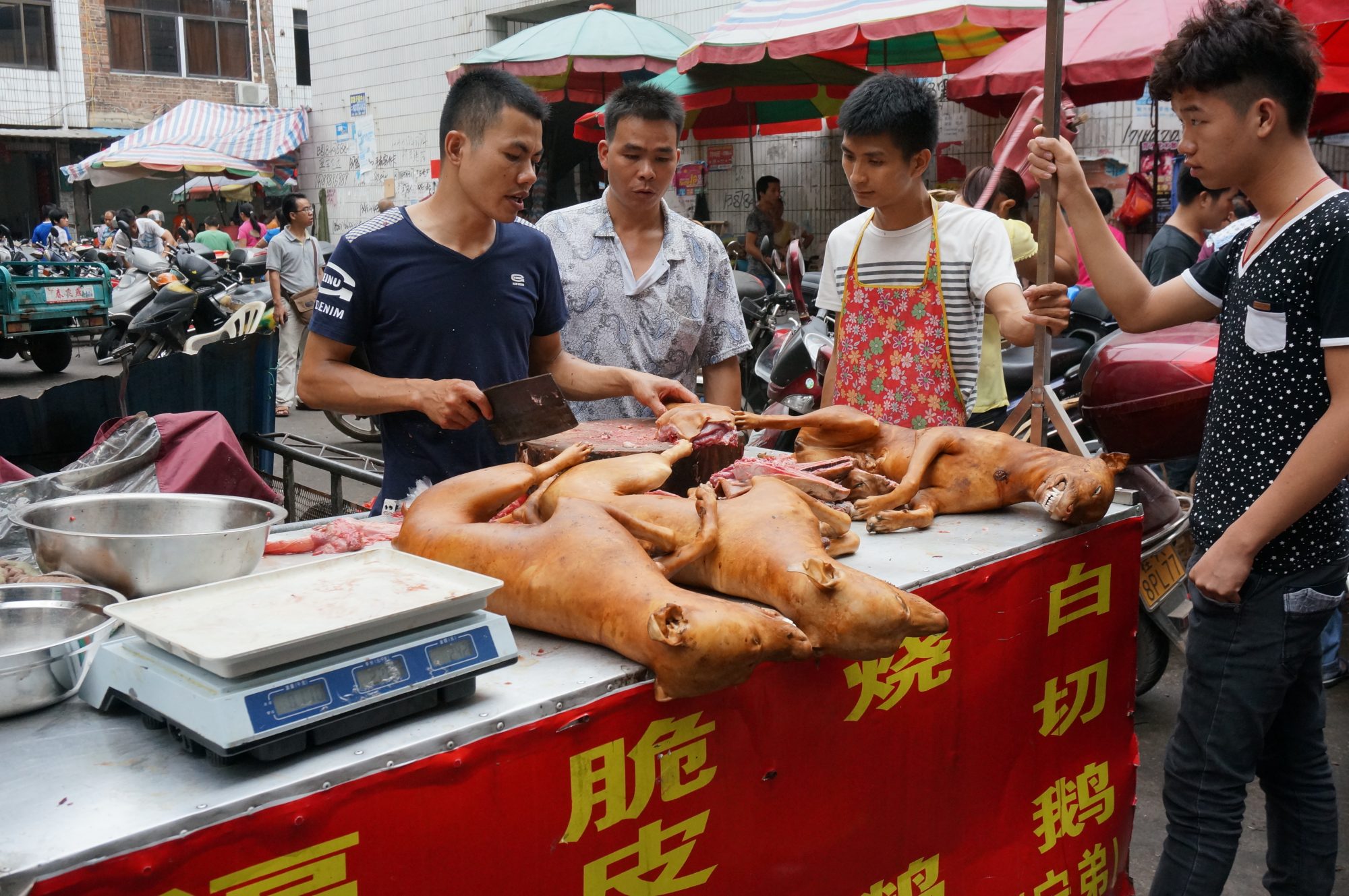 Sales of dogs and other mammals at wet marker in China