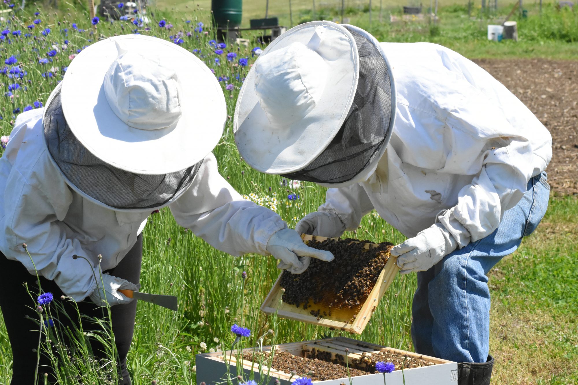 Beekeepers looking for Queen Bee in hive 