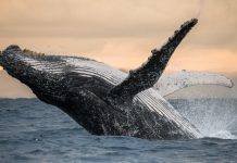 humpback whale