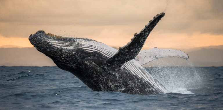 humpback whale