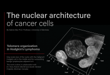 The nuclear architecture of cancer cells