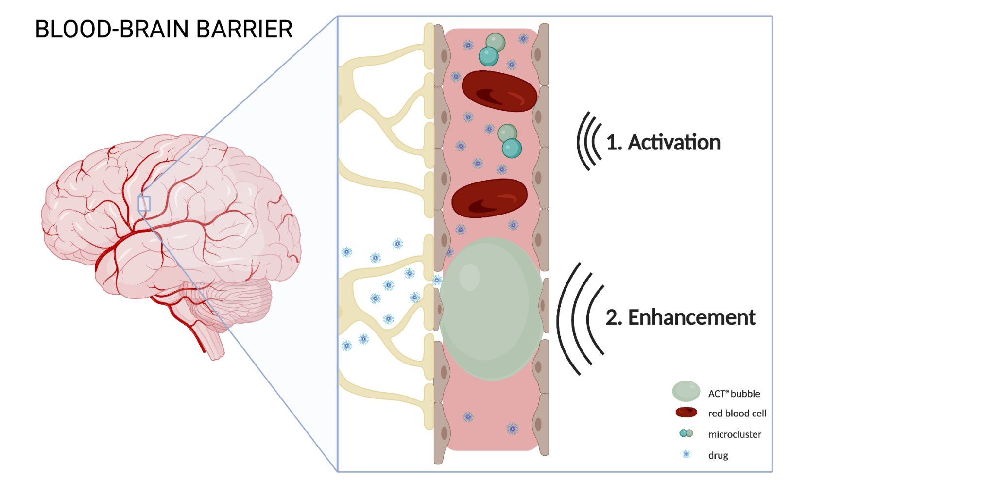 Increasing Blood brain Barrier Permeability With Acoustic Cluster increasing-blood-brain-barrier-permeability-with-acoustic-cluster