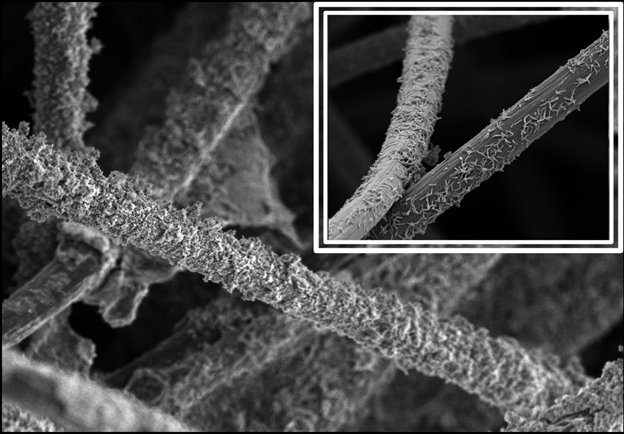 Figure 1. Carbon felt cathode coated with reduced graphene oxide-magnetite nanoparticle nanocomposite and TIE-1 cells. Inset: unmodified carbon felt cathode with TIE-1 cells. Image credit: Bose lab.