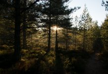 monocultures of pine tree species in Scotland