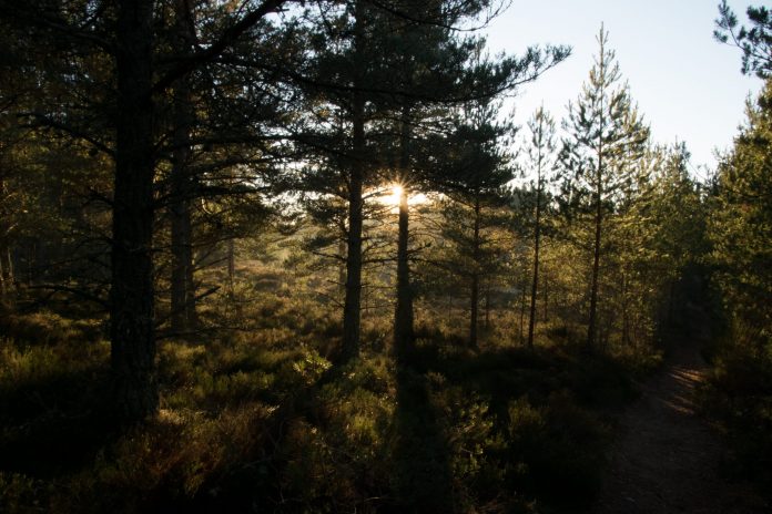 monocultures of pine tree species in Scotland