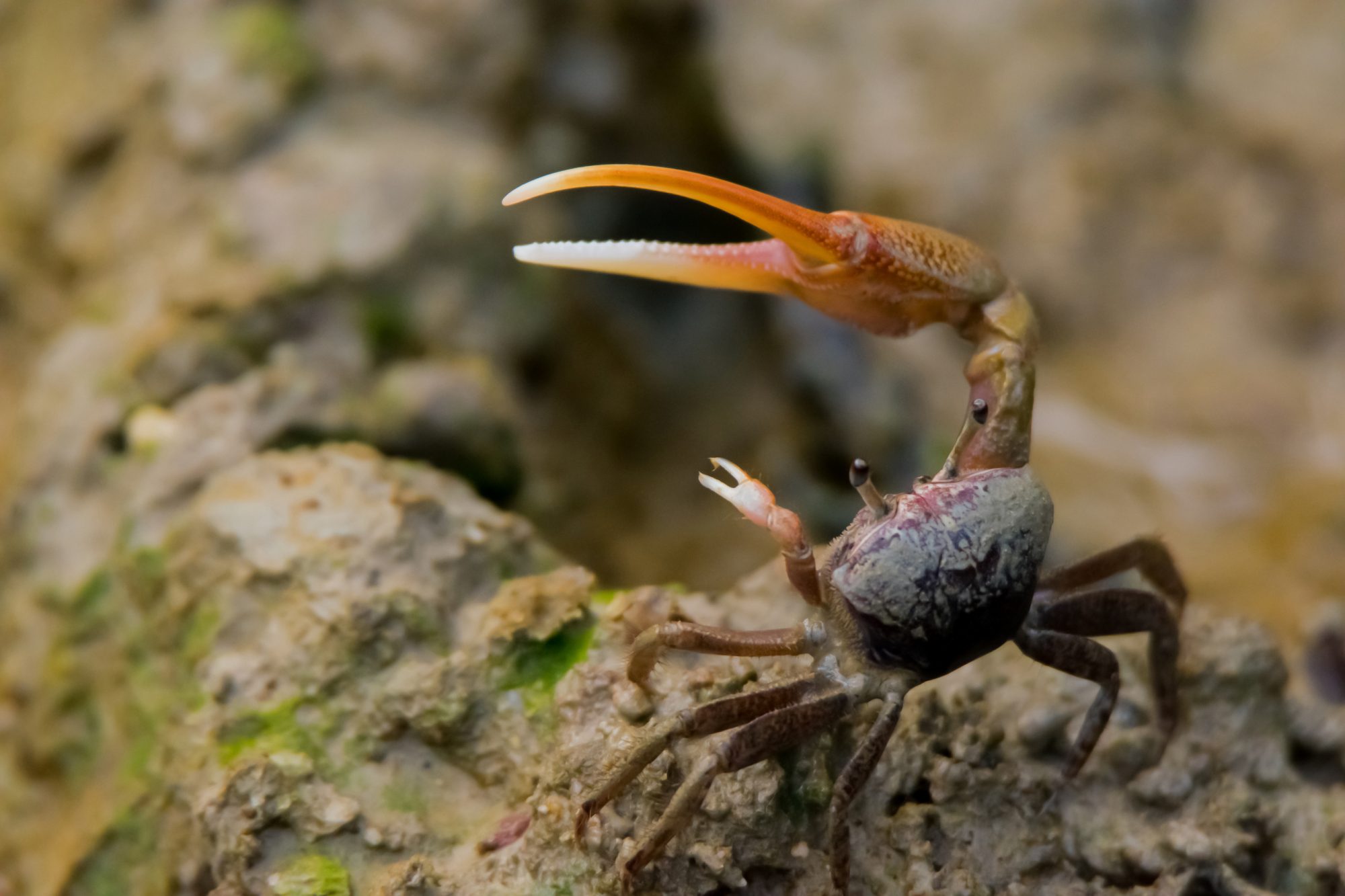 A fiddler crab