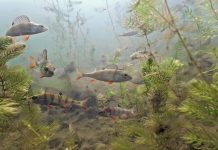 Underwater environment with fish and plants