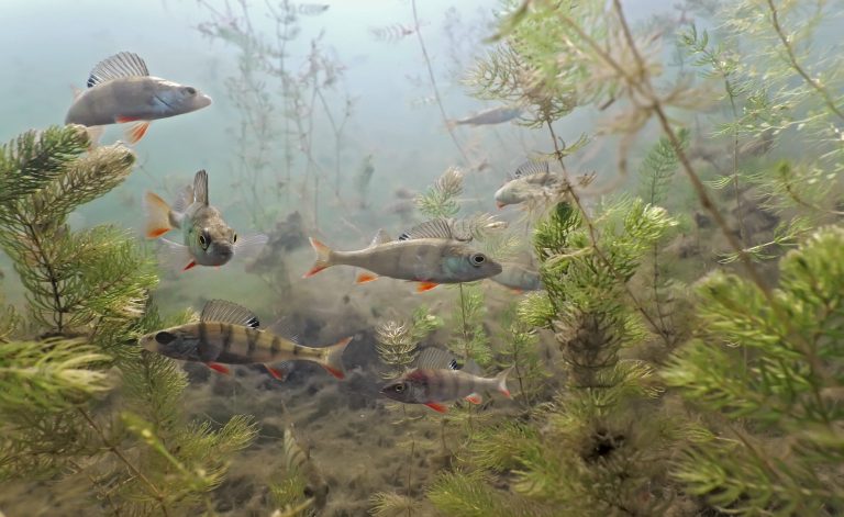 Underwater environment with fish and plants