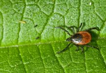 Adult female tick - Ixodes ricinus